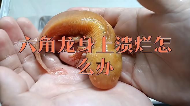 龍魚爛身怎么樣治療