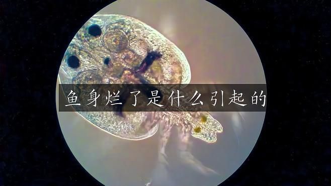 龍魚爛身怎么樣治療