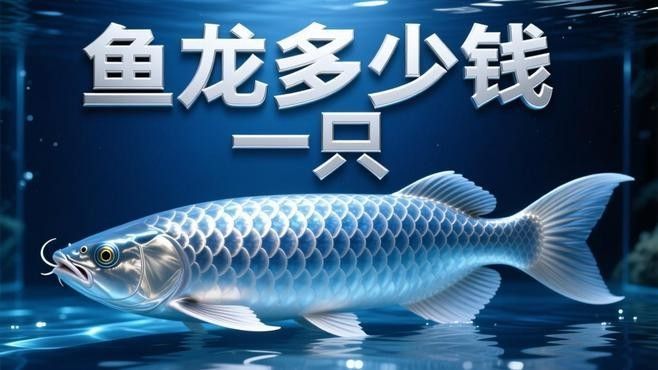 平江開水族店怎么樣？加盟祥龍魚場賣龍魚市場怎樣？