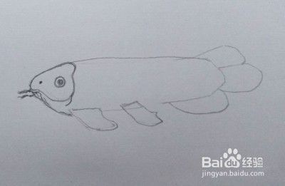龍魚怎么畫才好看照片：龍魚怎么畫才好看