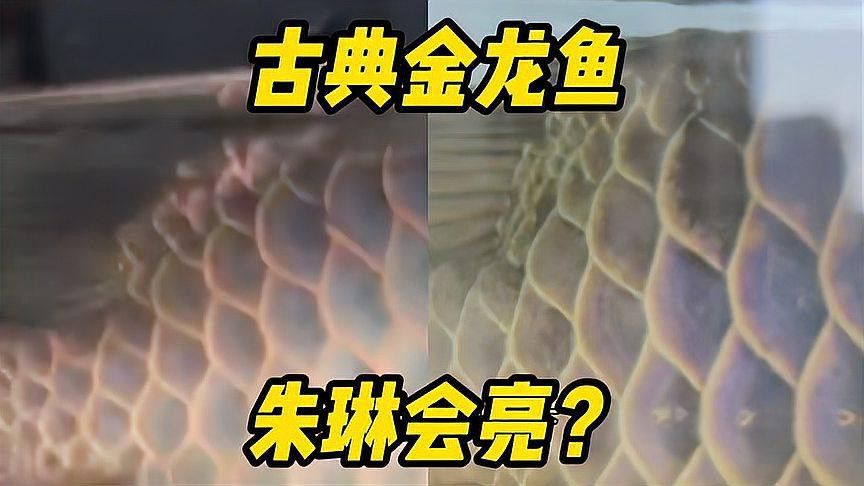 如何促進龍魚珠鱗發亮？
