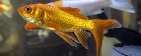 喂金龍魚的草金怎么消毒的：喂金龍魚的草金怎么消毒