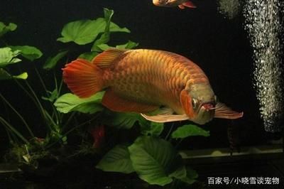 紅龍魚怎么挑選最好的：挑選紅龍魚時需要考慮的關鍵因素，紅龍魚的挑選方法
