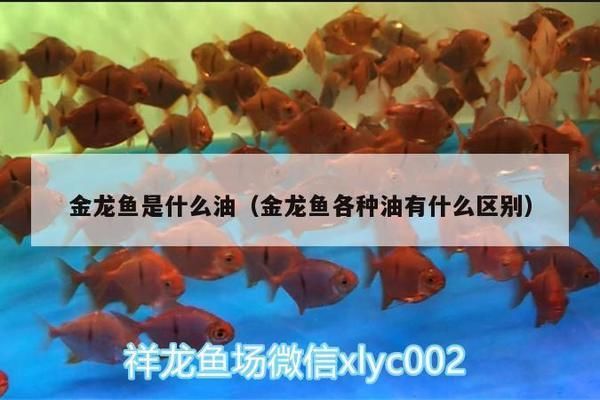 金龍魚的原材料：金龍魚原材料的選擇和使用情況