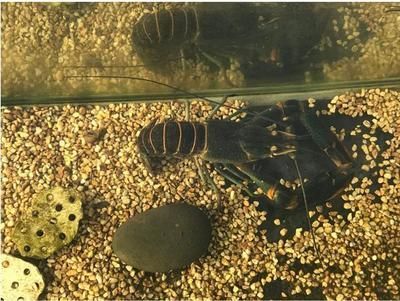 澳洲淡水龍蝦魚缸怎么養的