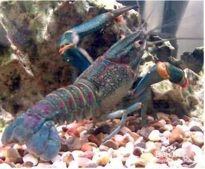 澳洲淡水龍蝦魚缸怎么養的
