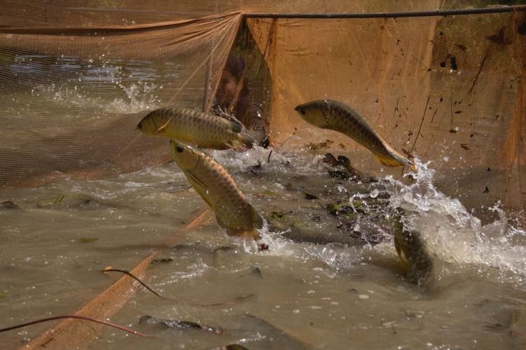 龍亭開水族店怎么樣？加盟祥龍魚場賣龍魚市場怎樣？