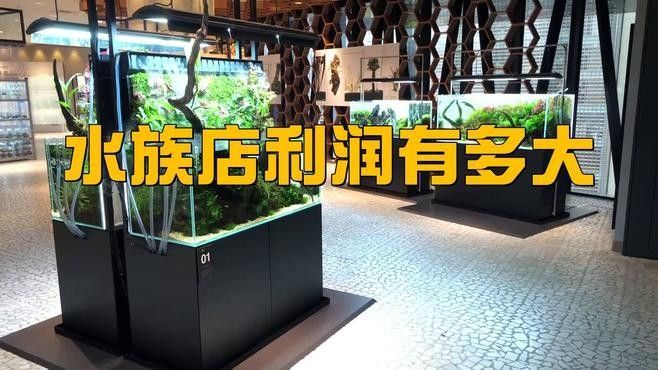 龍亭開水族店怎么樣？加盟祥龍魚場賣龍魚市場怎樣？