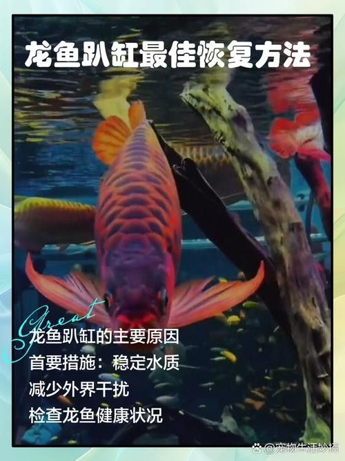 龍魚跳缸還能活嗎圖片欣賞