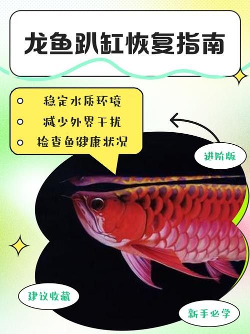 龍魚跳缸還能活嗎圖片欣賞