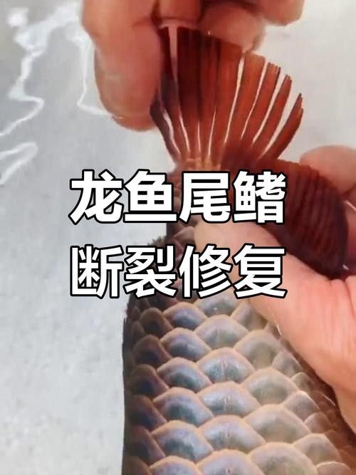 龍魚跳缸還能活嗎圖片欣賞