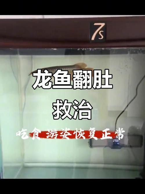 龍魚跳缸還能活嗎圖片欣賞