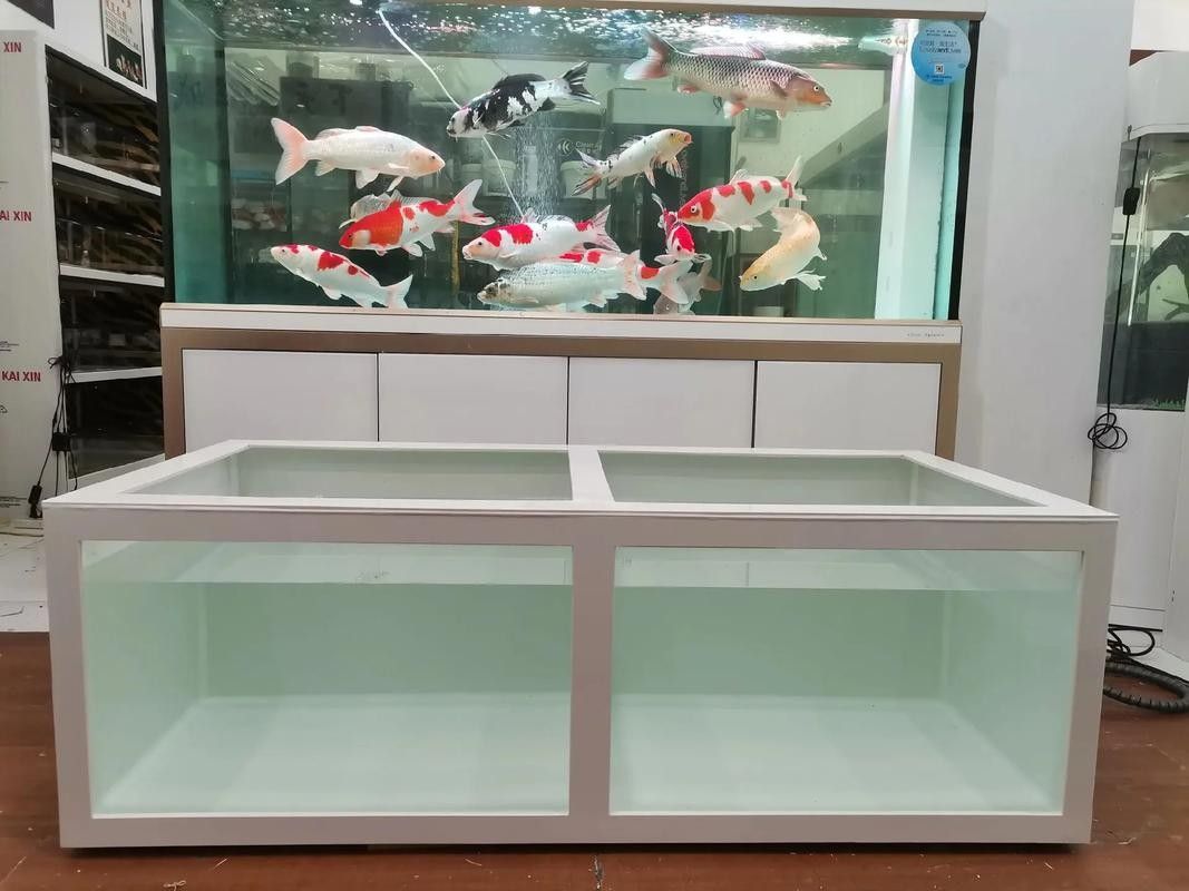 仙桃開水族店怎么樣？加盟祥龍魚場賣龍魚市場怎樣？