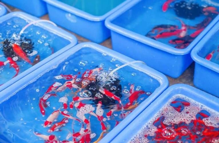 武漢開水族店怎么樣？加盟祥龍魚場賣龍魚市場怎樣？ 武漢開水族店怎么樣？加盟祥龍魚場賣龍魚市場怎樣？ 水族館百科（水族館加盟） 第6張