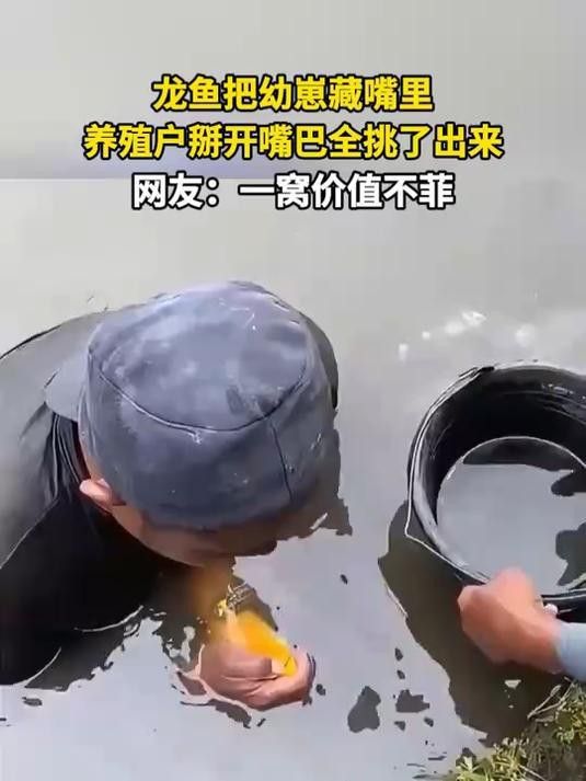 如何在這些平臺安全地購買龍魚？