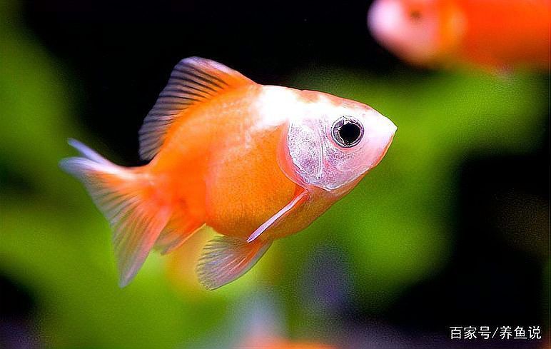 如何在這些平臺安全地購買龍魚？