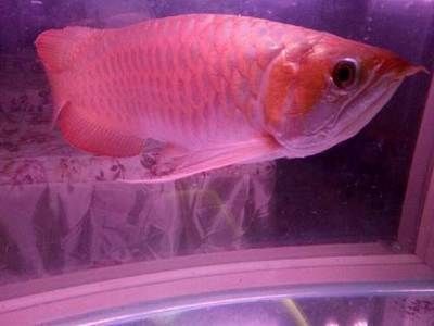 紅金龍魚養殖方法和技巧（紅金龍魚的養殖方法和技巧）