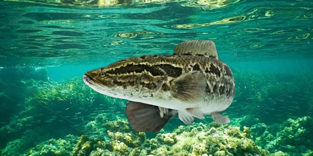 三角恐龍魚吃什么？咬人嗎圖片