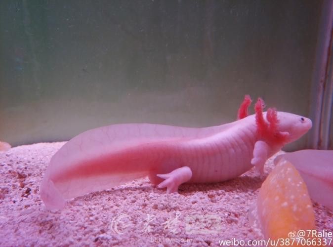 三角恐龍魚吃什么？咬人嗎圖片