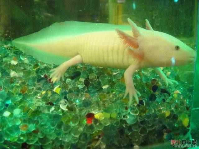 三角恐龍魚吃什么？咬人嗎圖片