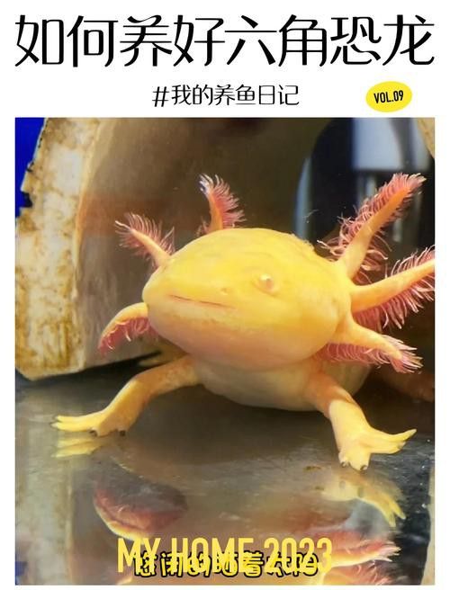 三角恐龍魚吃什么？咬人嗎圖片