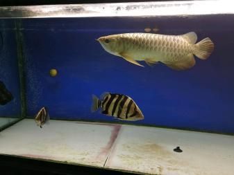 虎魚攻擊龍魚（虎魚攻擊龍魚怎么辦）
