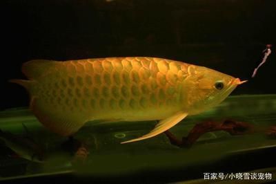 龍魚換水多長時間可以喂食