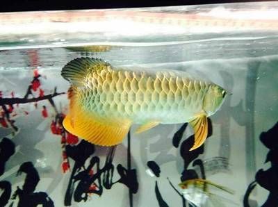 金龍魚風(fēng)水魚養(yǎng)幾條最好，：金龍魚風(fēng)水魚養(yǎng)幾條最好養(yǎng)金龍魚風(fēng)水魚養(yǎng)幾條最好