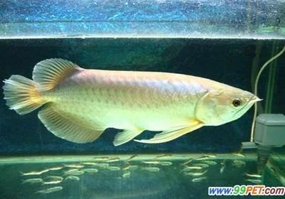 龍魚的年齡跟人年齡：探討龍魚的年齡與人的年齡比較時