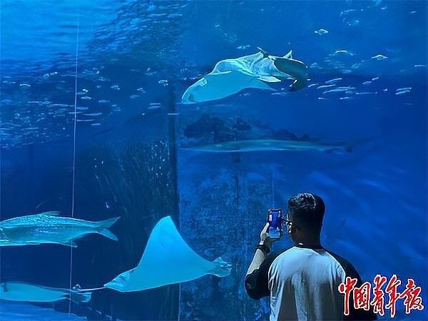 左貢開水族店怎么樣？加盟祥龍魚場賣龍魚市場怎樣？