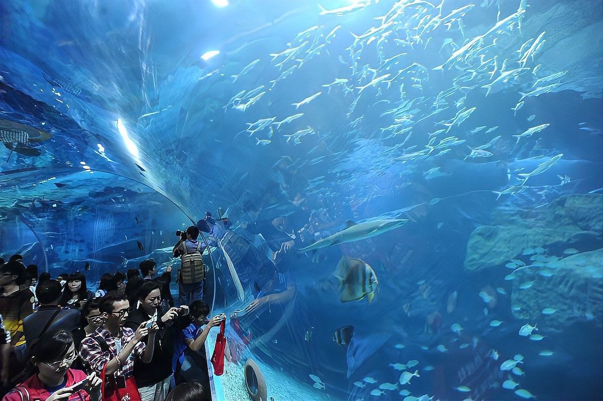 左貢開水族店怎么樣？加盟祥龍魚場賣龍魚市場怎樣？