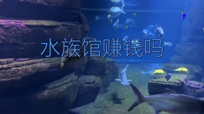 左貢開水族店怎么樣？加盟祥龍魚場賣龍魚市場怎樣？