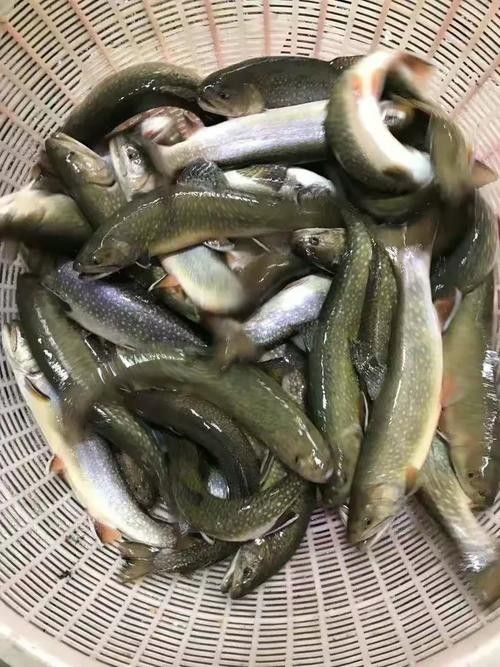 鐵力開水族店怎么樣？加盟祥龍魚場賣龍魚市場怎樣？