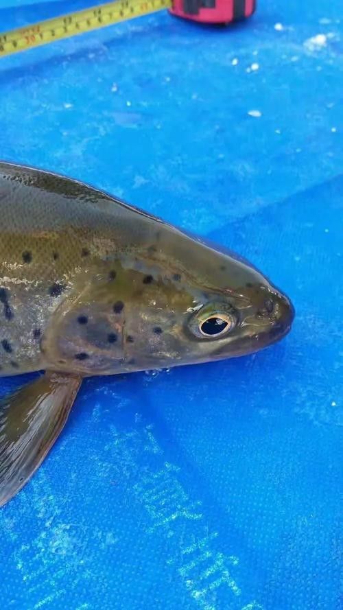 鐵力開水族店怎么樣？加盟祥龍魚場賣龍魚市場怎樣？