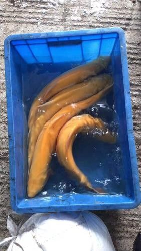 鐵力開水族店怎么樣？加盟祥龍魚場賣龍魚市場怎樣？