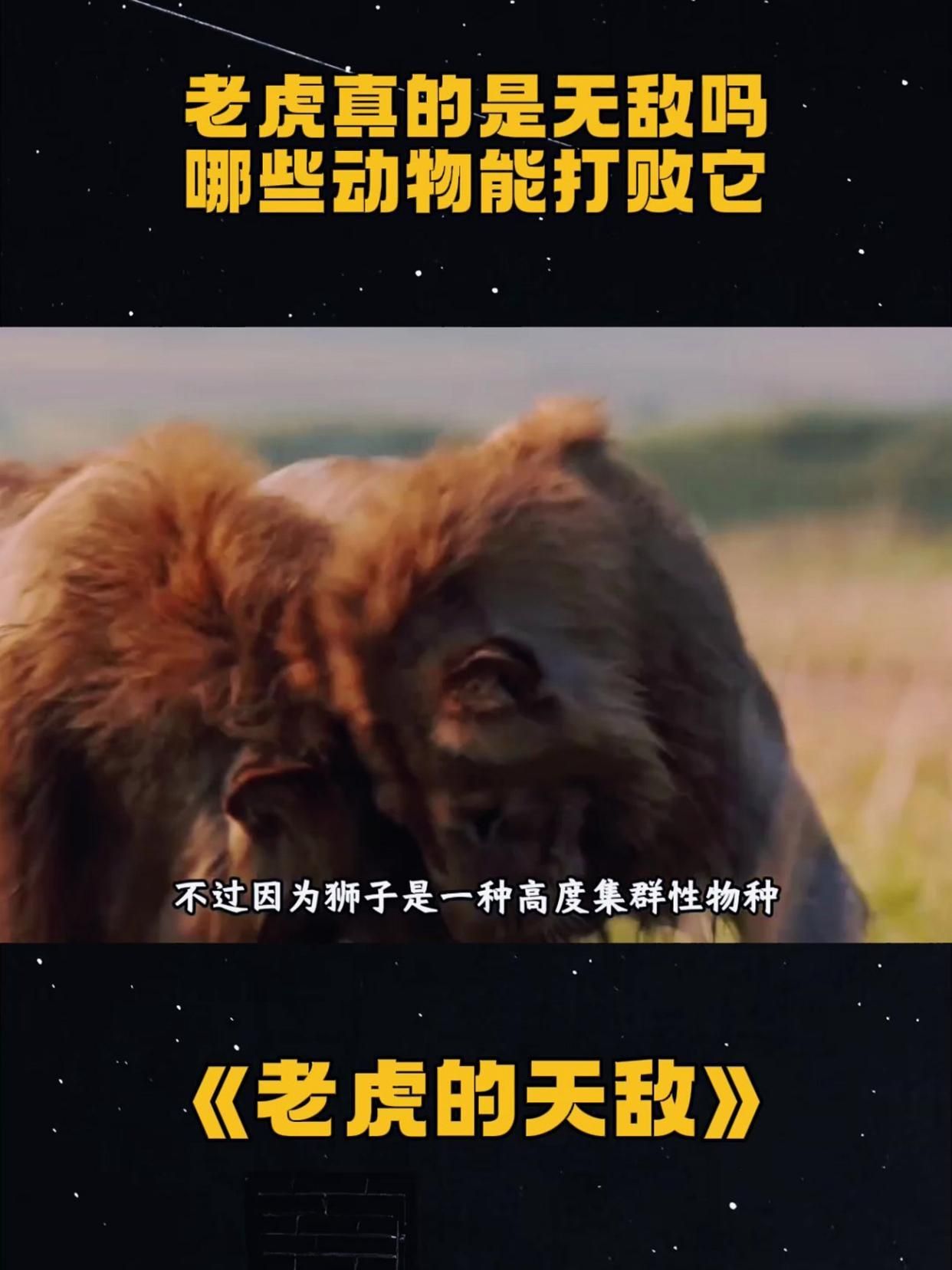 老虎的天敵