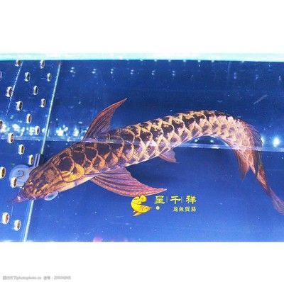 祥龍龍魚怎么樣：馬來西亞柔佛州祥龍魚場價格在6000元人民幣左右 祥龍龍魚怎么樣：馬來西亞柔佛州祥龍魚場價格在6000元人民幣左右 龍魚百科 第1張