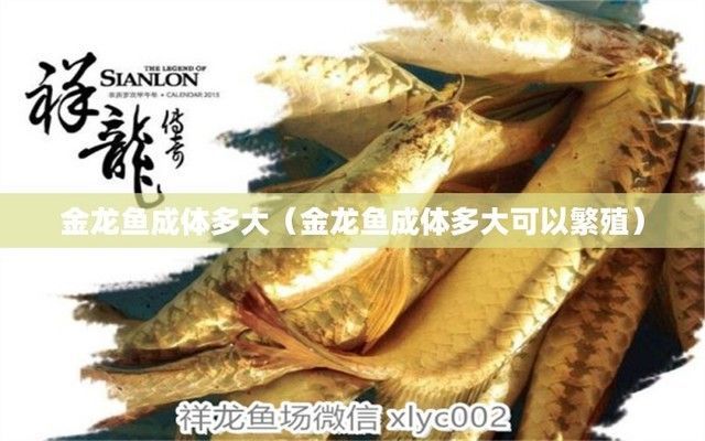 金龍魚成年能長多大：關于金龍魚成年體長的一些詳細信息