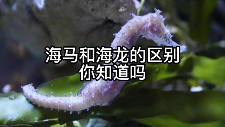 如何區分海龍與海馬？