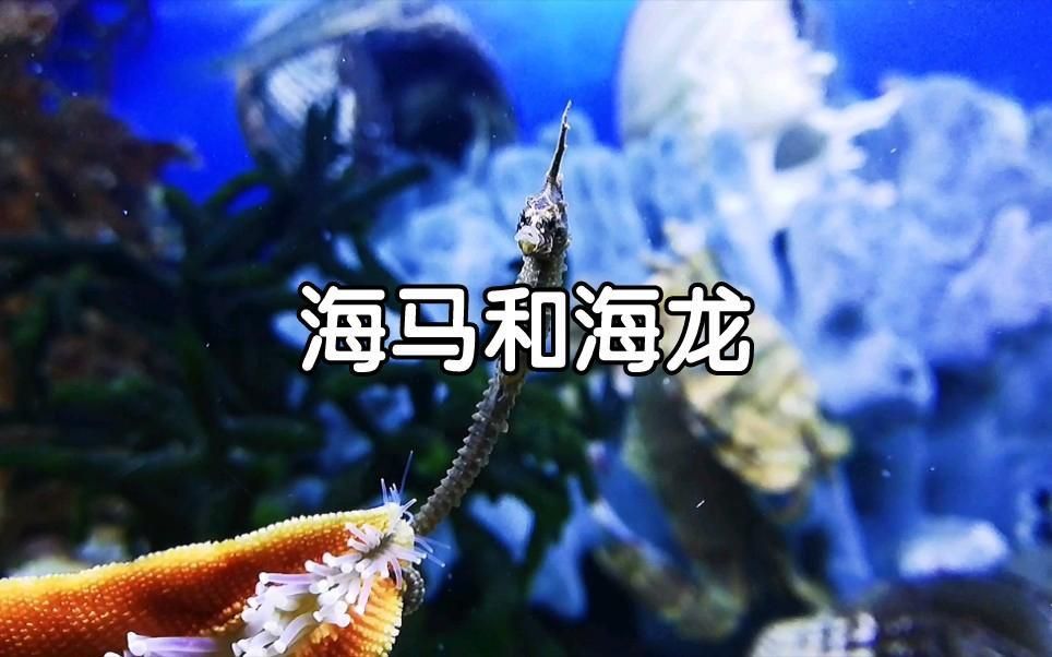 如何區分海龍與海馬？