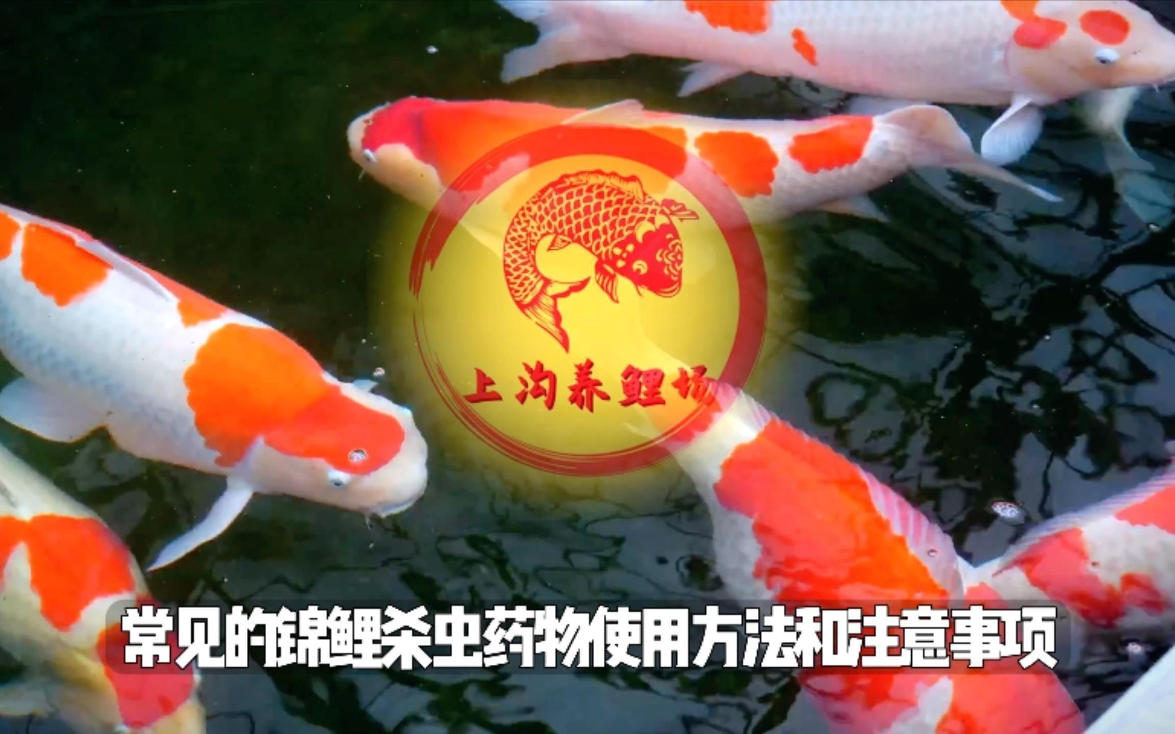 哪種藥物可以有效治療魚(yú)寄生蟲(chóng)？