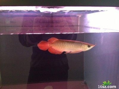 龍魚開燈掉眼：龍魚開啟燈光后掉眼的問題，通過這些方法可預防和處理龍魚掉眼 龍魚開燈掉眼：龍魚開啟燈光后掉眼的問題，通過這些方法可預防和處理龍魚掉眼 龍魚百科 第3張