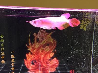 養龍魚用什么底色好，：養龍魚用什么底色好養龍魚用什么底色好