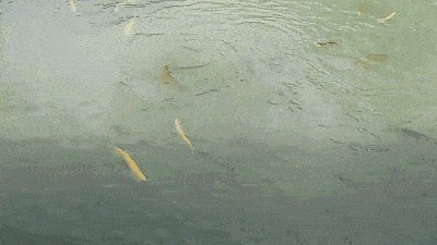 養龍魚用什么底色好，：養龍魚用什么底色好養龍魚用什么底色好