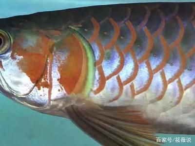 紅龍魚血統如何區分好壞（如何判斷紅龍魚血統的好壞）