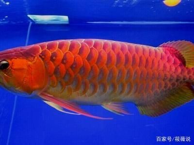 紅龍魚血統如何區分好壞（如何判斷紅龍魚血統的好壞）