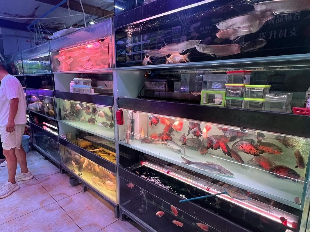 喀什開水族店怎么樣？加盟祥龍魚場賣龍魚市場怎樣？
