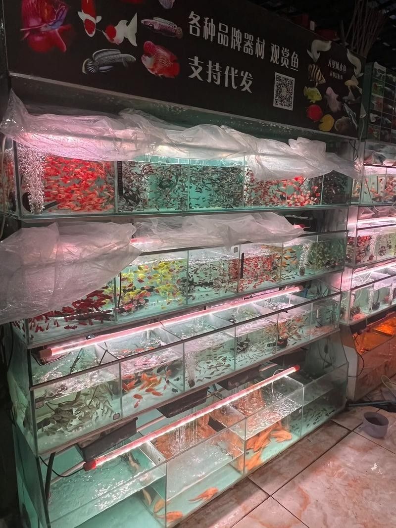 喀什開水族店怎么樣？加盟祥龍魚場賣龍魚市場怎樣？