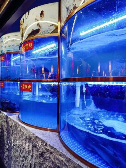 嘉禾開水族店怎么樣？加盟祥龍魚場賣龍魚市場怎樣？