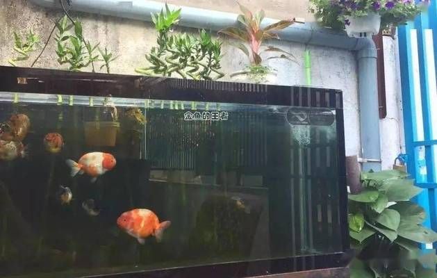 給紅龍魚吃什么小魚好養 給紅龍魚吃什么小魚好養 龍魚百科